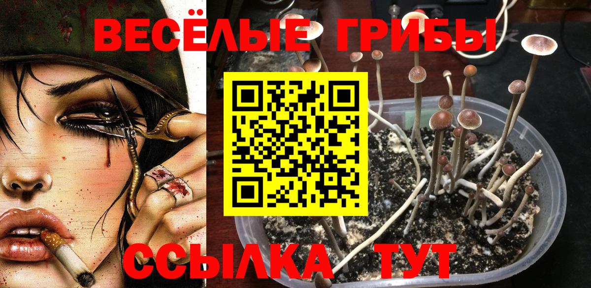 Псилоцибиновые грибы Psilocybe  Вход с VPN  Вольск 